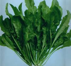 三月三，荠菜当灵丹(叶国治 洛杉矶)