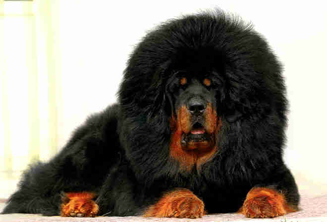 藏獒的前世今生