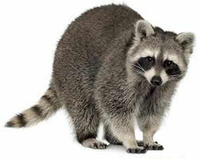 不速夜来客（伍全礼 洛杉矶）