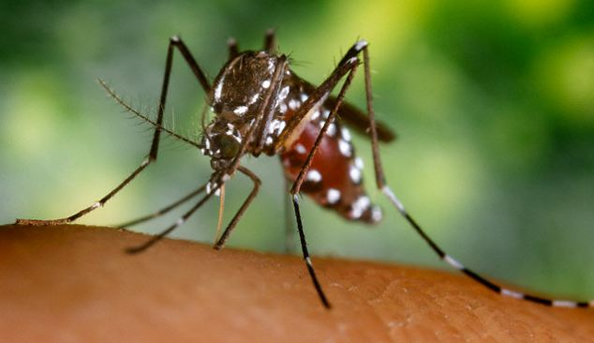 世界上最致命的动物排名 蚊子第一 人类第二