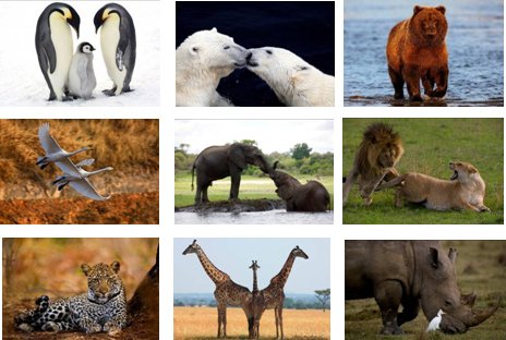 全球生物多样性重组 研究称物种数量未降反增