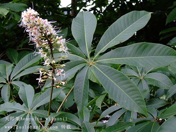 缅甸研究: 娑罗树(黄绰卿 遗作 丘文供稿）