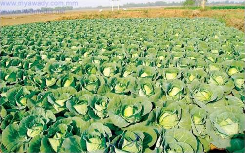 新加坡公司代表团考察缅甸蔬菜(旭光)