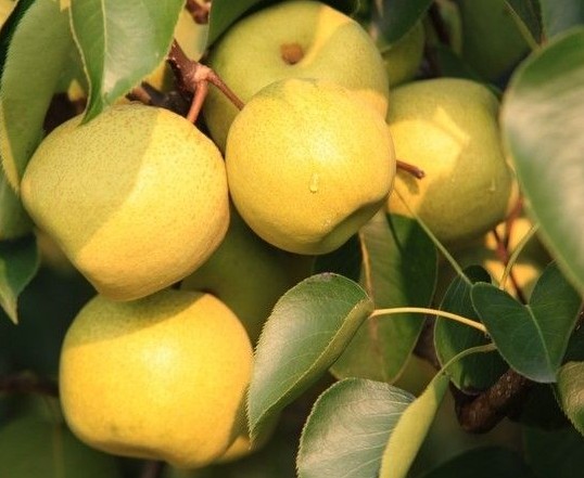 饭后吃它，大量排出体内致癌物质 ，可惜没几个人知道！