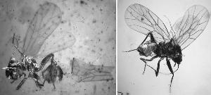 古铠甲昆虫与1亿年后“后代”长相、生活习性相似