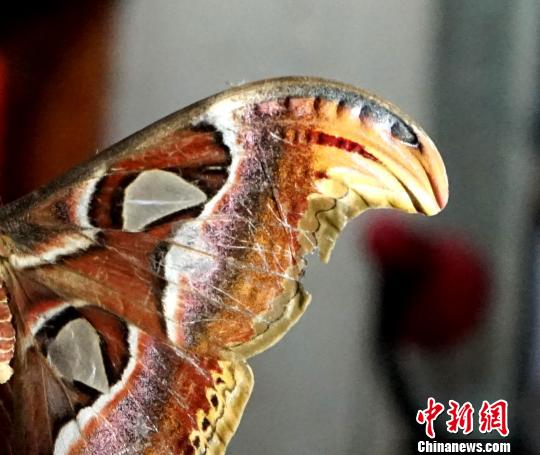 景区现受伤珍稀物种“蛇头蝶” 游客护理后放生