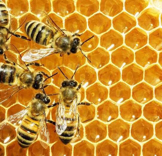蜂蜜中的乳酸菌或可用作另类抗生素