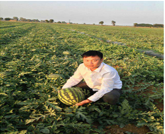 海南富友种子“超级甜王”走出国门移居缅甸