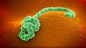 “埃博拉病毒”的那些事