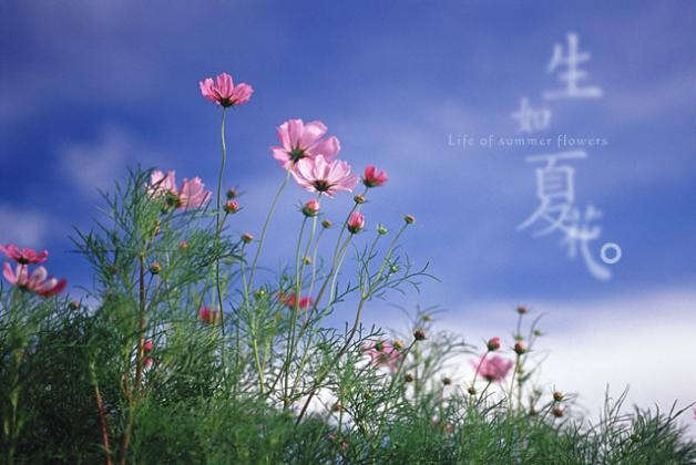 《生如夏花》柳叶子