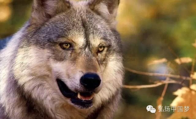 母狼----影响了很多人一辈子的故事