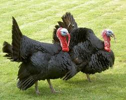 赦免火鸡飞哪里?（叶国治  洛杉矶）