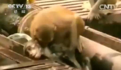 机智｜猴子被电昏 同伴全力搭救 将其丢入水沟晃醒