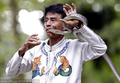 缅甸仰光动物园蛇舞表演历史悠久 惊险刺激令人胆寒