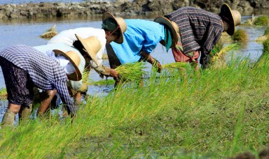 莱比塘地区当局免费帮忙收割农作物 （华轩）