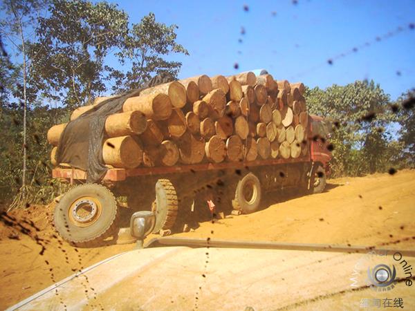 看缅媒评非法伐木事件：森林毁灭