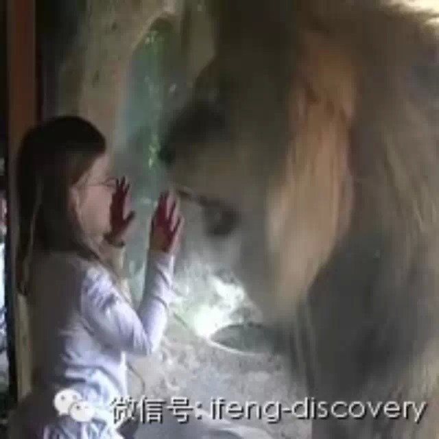 动物学家：狮子和小孩玩或是捕猎前奏