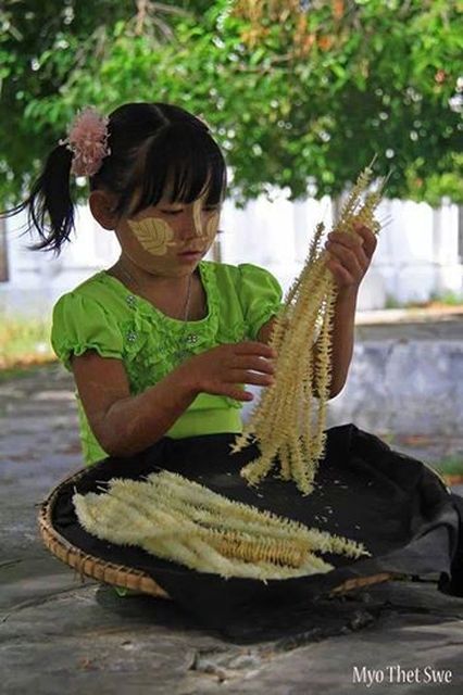 故乡的“碎心花”（郑子冯 U Mg Mg Nwe ）