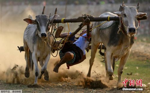 缅甸民众举办牛车竞赛 场面惊险刺激