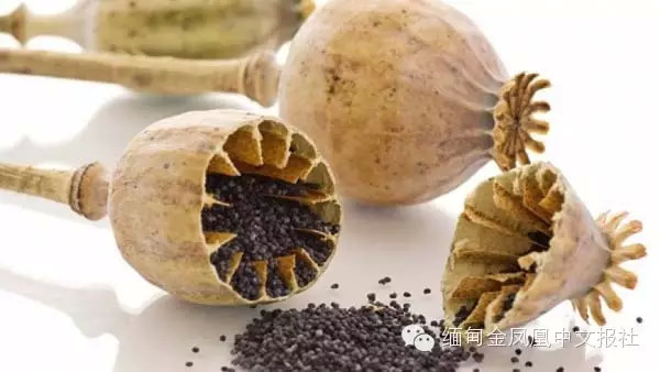 惊人！缅甸吸毒人员数量约达60万  日耗毒资近60亿