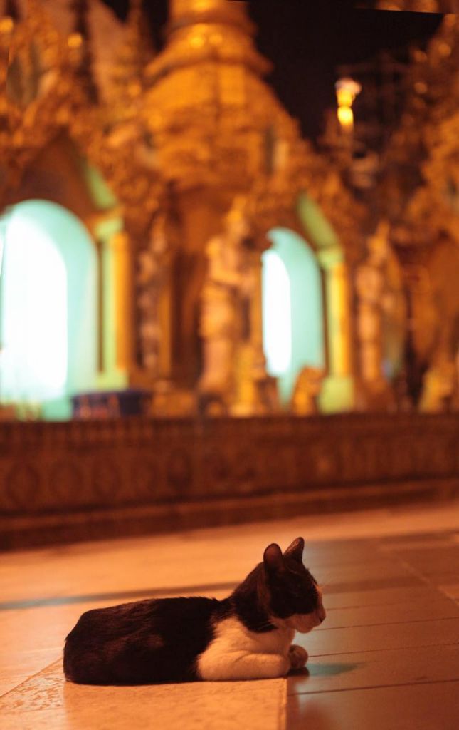 猫(刘一氓菲律宾）