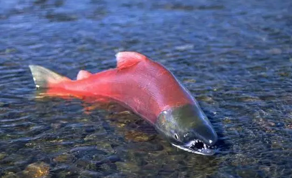 看懂这三条鱼就看懂了缅甸人