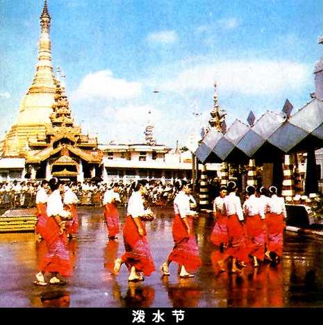 缅桂花开了 金黄 金黄 (丘文)