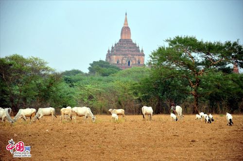 马车逐落日，寻缅甸佛塔