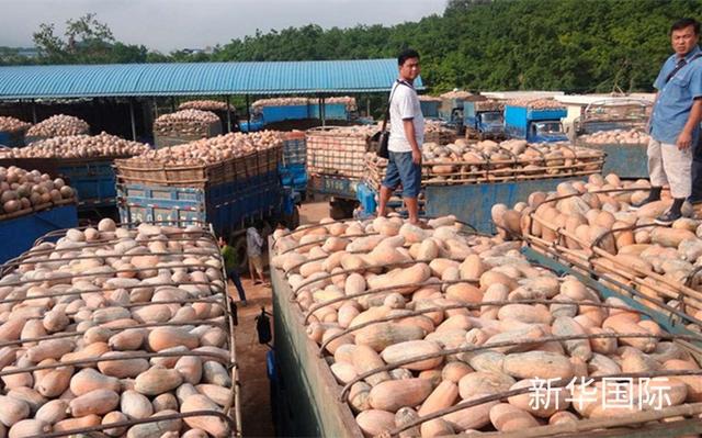 农产品电商带动跨境贸易：缅甸南瓜如何入华？