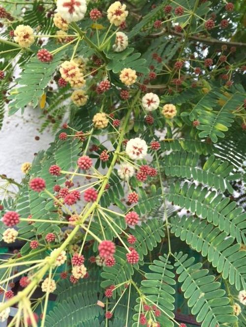 后园的 “葛蒙越”又开花了 （朱徐佳  洛杉矶）