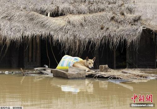 缅甸强降雨引发洪涝 8人死亡10万余亩稻田被淹