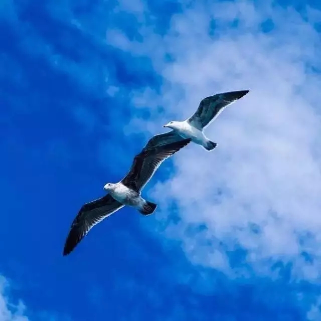 宁可教子猛如狼，不可教子绵如羊（深度好文）