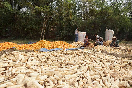 上周内缅甸大米和玉米通过边贸出口中国增多（华轩）