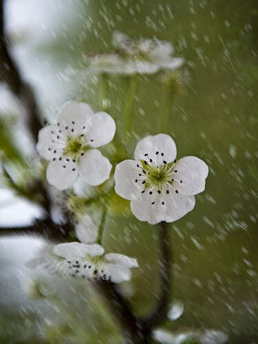 七绝 咏春城初雪 （林枫)