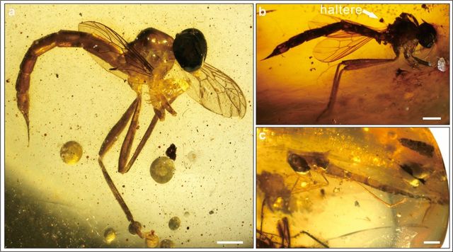 南京古生物所在缅甸琥珀中发现拟寄生性虻类我要分享