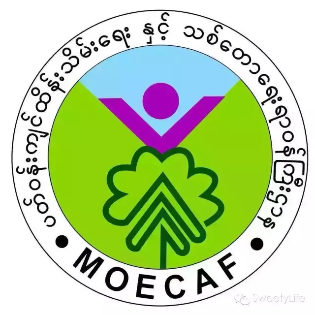 缅甸森林伐木政策有变 对货源影响深远