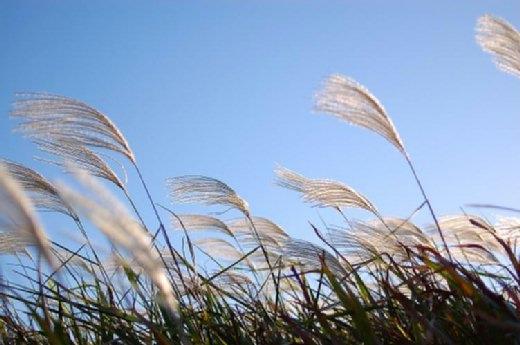 风曲(朱徐佳 洛杉矶)