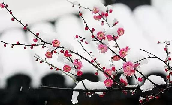 今天，你“腊八”了吗？