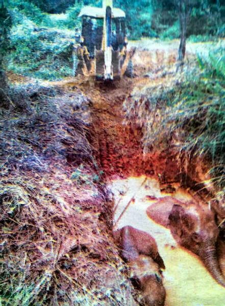 人象纠纷何时了(东枝 伊江树)