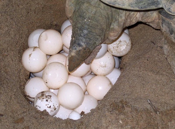 缅甸本土的“岱”龟龟种濒临灭绝危机 （伊江树）