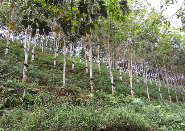 原创：2015-2016财政年度缅甸橡胶出口量不如往年