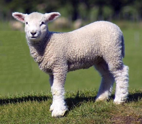 绵羊（朱徐佳 洛杉矶）