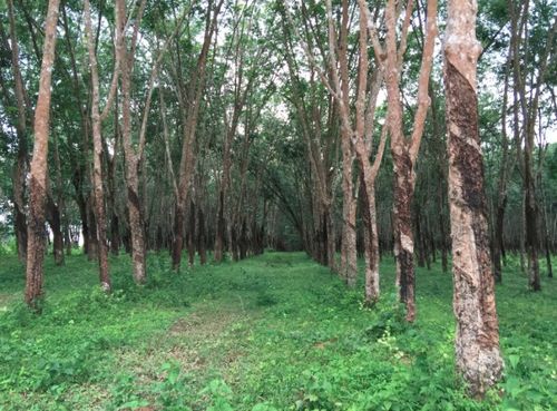 缅甸橡胶和种子领域放开外资准入 另新增部分被禁止领域