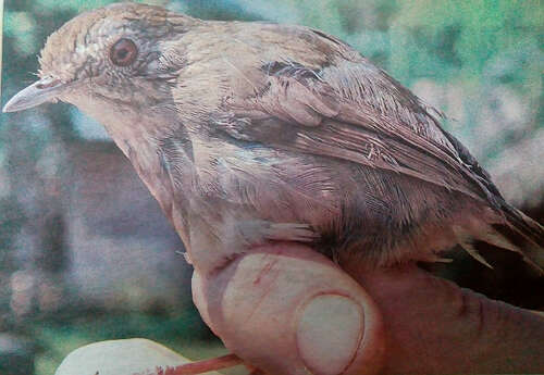 原创：  缅甸北端葡萄窝专区发现可能是新品种的鸟类