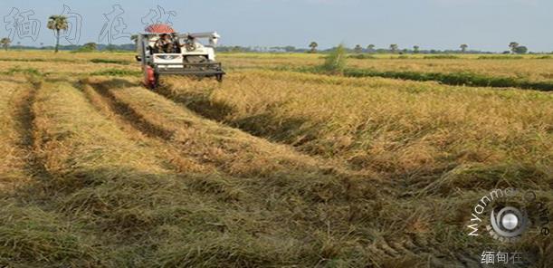 从今年开始缅甸农民耕种贷款提高至150000缅币