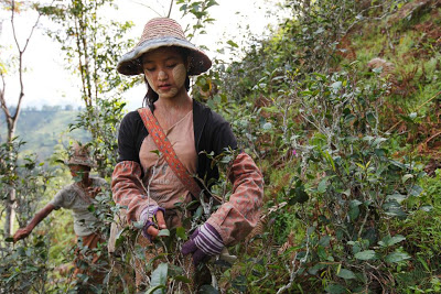原创：德国将购买掸邦Organic优质茶叶