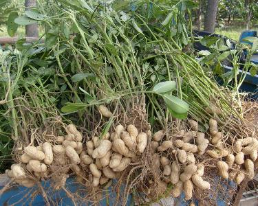 原创： 雨润滋润下，马奎县油料作物长势良好