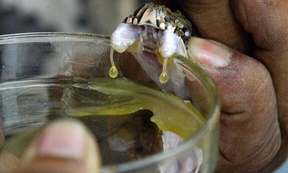 原创：缅甸制药厂(永盛）出品蛇毒解药将出口泥泊尔不丹老挝柬埔寨等国家