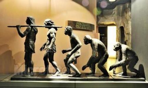 远古时代——崩当古猿到巴玛猿人