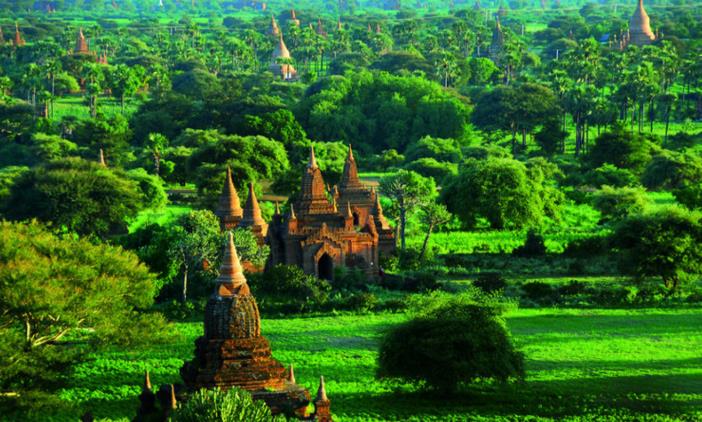缅甸将禁止伐木1年